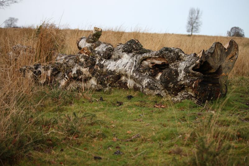 rotting treek trunks