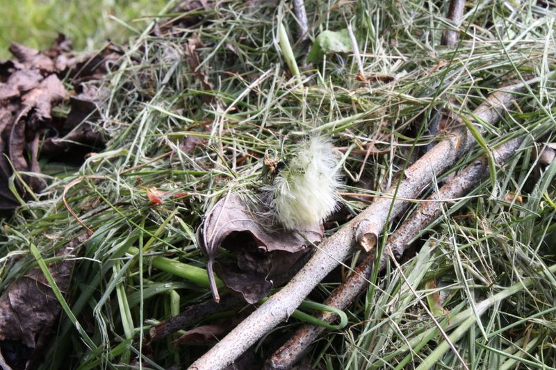 may cuttings