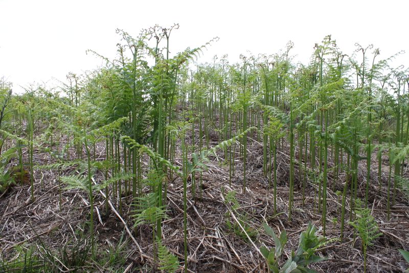 a forest of green ferns