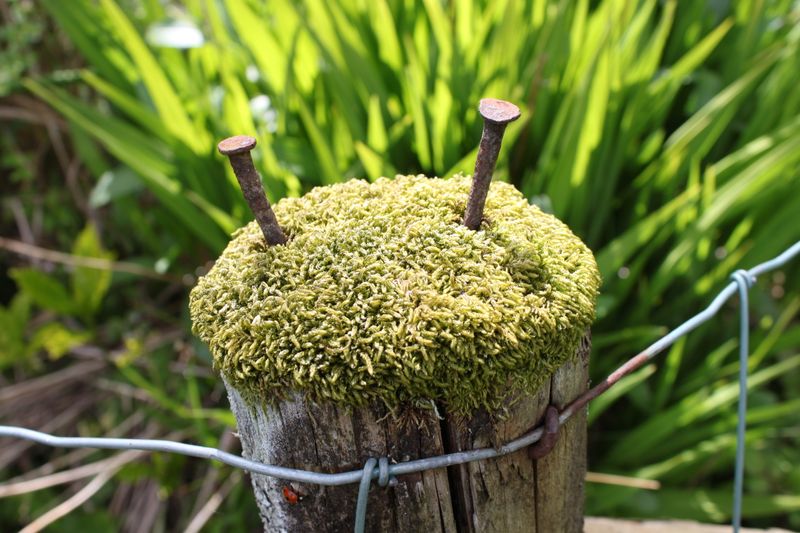 a lady bird on a mossy fence post topped with moss