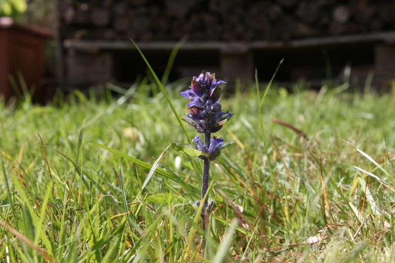 common bugle