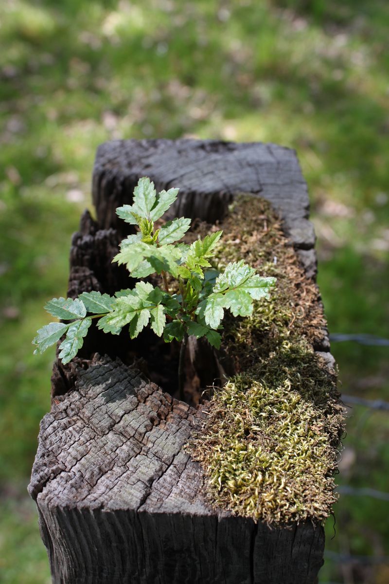 rotting treek trunks
