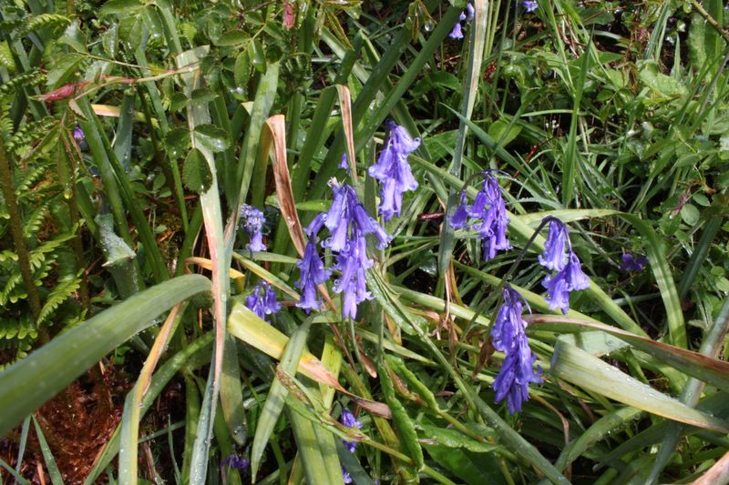 bluebells after rain shower