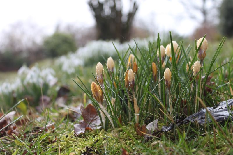 some spring flowers